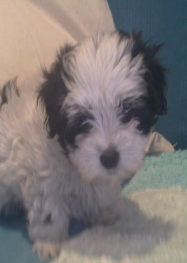 Pinto 2012 Pinto 2012